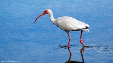 White Ibis Bird Wallpaper