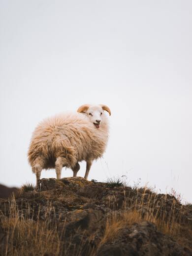 White Indian Mountain Sheep