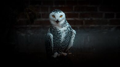 White Owl Bird Looking Awkwardly