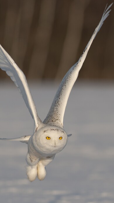 White Owl Flying Like Flight