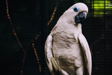 White Parrot Bird Photography