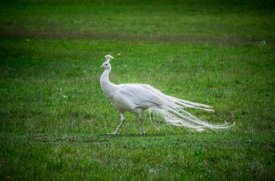 White Peacock in Garden