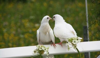 White Pigeon Image