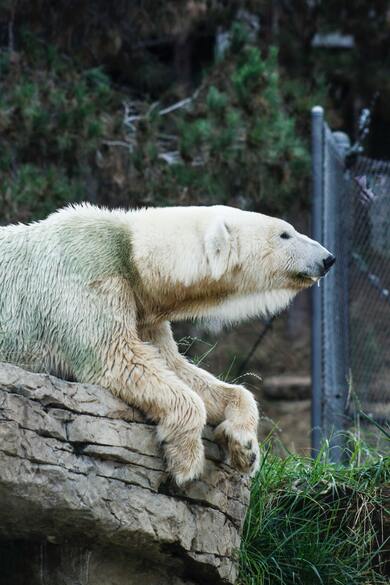 White Polar Bear in Zoo