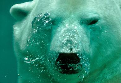 White Polar Bear Under The Sea