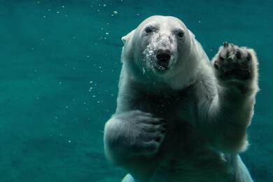 White Polar Bear