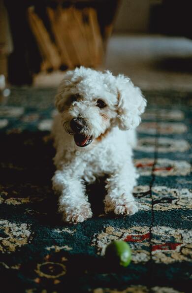 White Poodle Puppy Mobile Pic