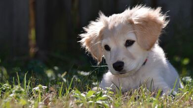 White Puppy Dog