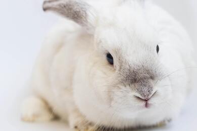 White Rabbit Animal Photo