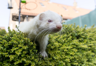 White Rat Over The Bush