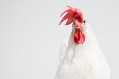 White Rooster Bird with White Background