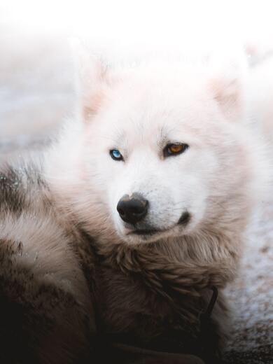 White Siberian Husky Dog Photo