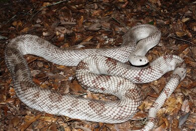White Snake At Leaf Bed In Forest
