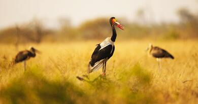 White Stork Birds on Gardens