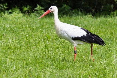 White Stork Standing on Grass