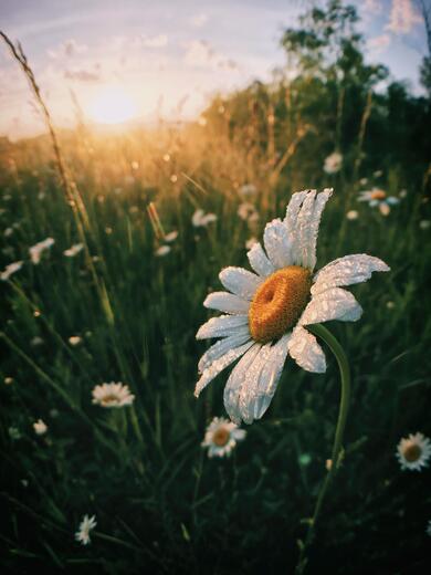 White Sun Flowers With Sunset