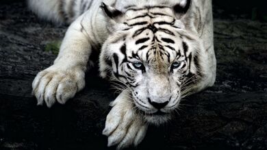 White Tiger HD Image