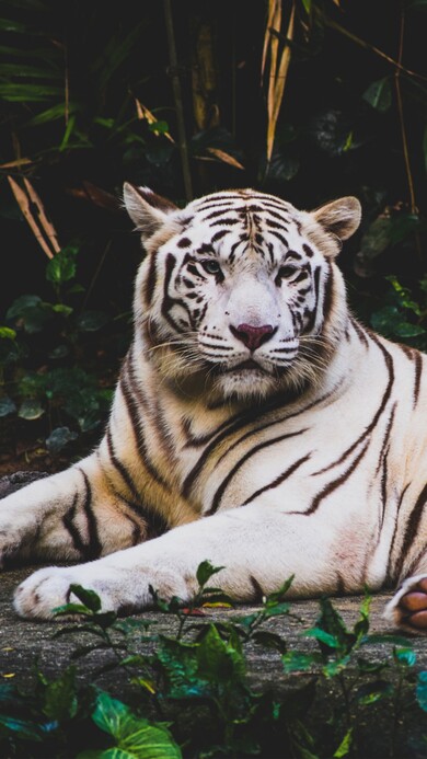 White Tiger Mobile Pic