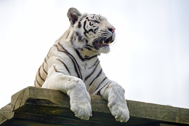 White Tiger Roaring on Wooden Base