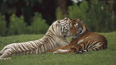 White Tiger Romance with Tiger