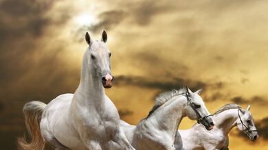 White Wild Horses
