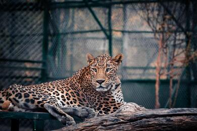 Wild Animal Leopard Wallpaper