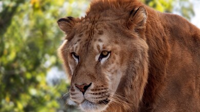 Wild Animal Lion Wallpaper