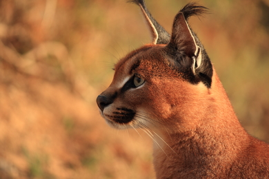 Wild Caracal Cat in Africa