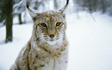 Wild Cat in Snow Rain