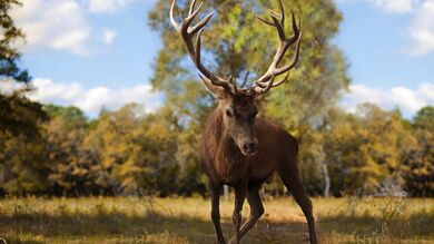 Wild Deer on Grass Walk