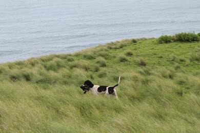 Wild Dog Near Lake