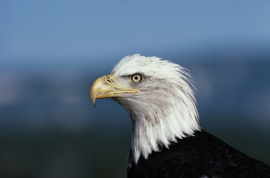 Wild Eagle Bird Photo