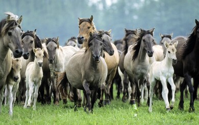 Wild Horse Group