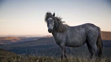 Wild Horse Standing on Grass Field