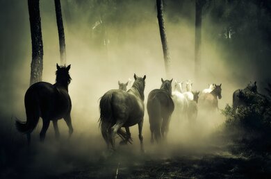 Wild Horses in Jungle