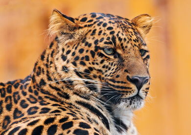 Wild Leopard Cat Mobile Wallpaper