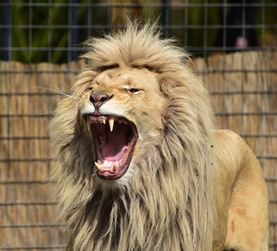 Wild Lion Roaring