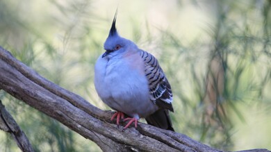 Wild Pigeon in Forest