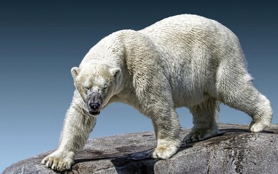 Wild Polar Bear Standing On A Rock