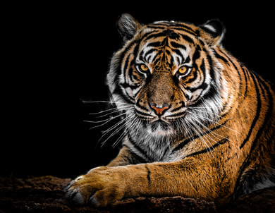 Wild Tiger HD Wallpaper