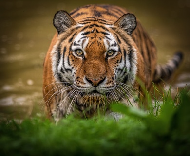 Wild Tiger Wild Photography