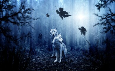 Wild Wolf in Jungle