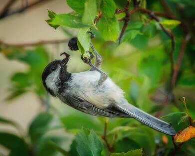 Wing Banded Wren Bird on Tree Branch