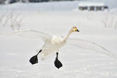 Winter Bird Geese Flying