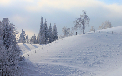 Winter Season Snow with Tree