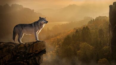 Wolf in Forest Animal Photo