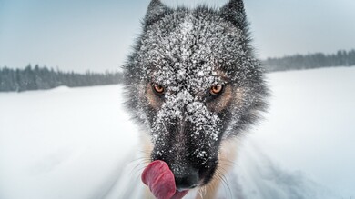 Wolf in Winter 4K Ultra HD Photo