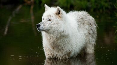 Wolf Looking For Hunting in Water