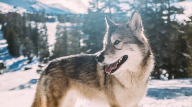 Wolf Looking For Predator in Winter