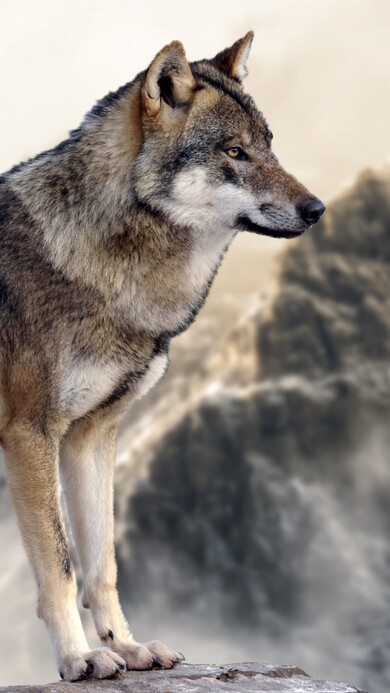 Wolf Mobile Pic